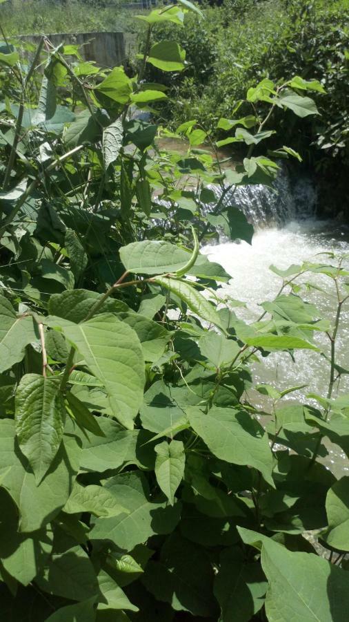 Cottage Forest Stream Visoko Exterior foto